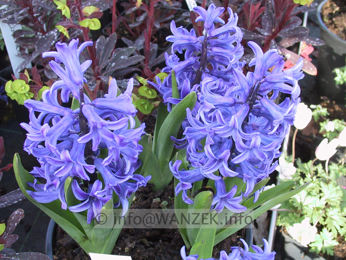 Hyazinthus blau1.JPG